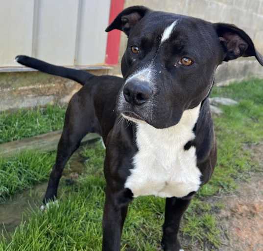 Photo of Bandit