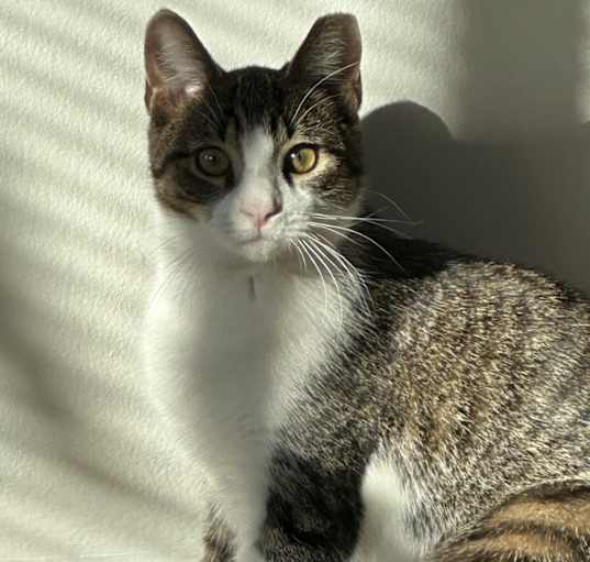 Photo of Bandit