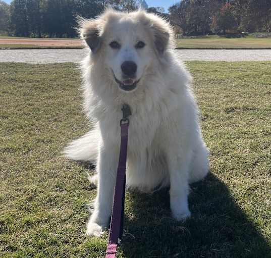 Photo of Lady