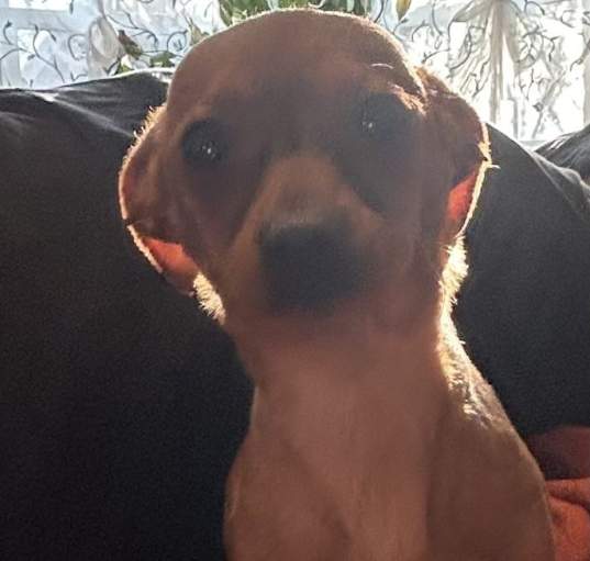 Photo of Dot