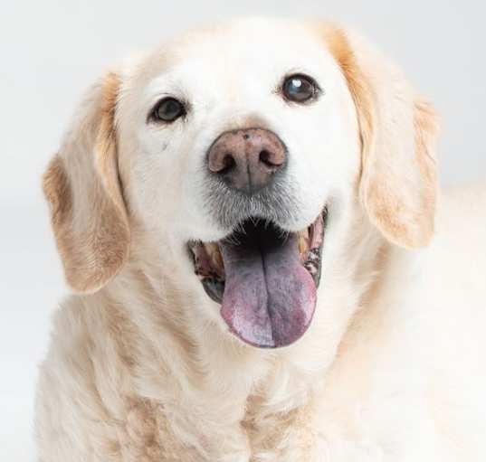Photo of Sadie - F