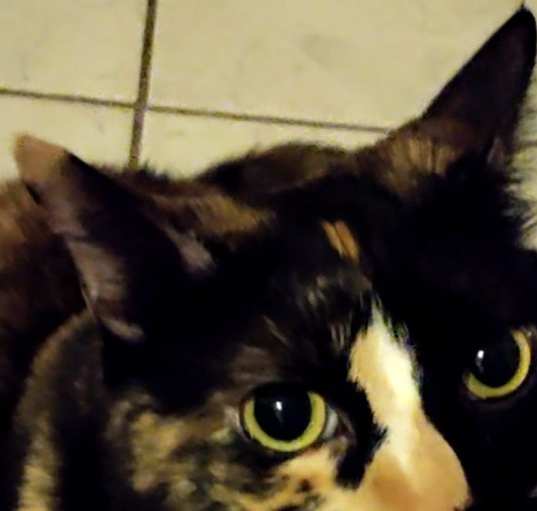 Photo of Nala