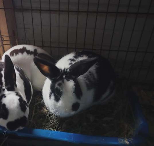 Photo of Anya, Darya, & Nina