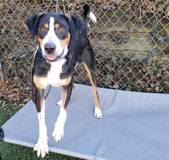 Photo of Kronk
