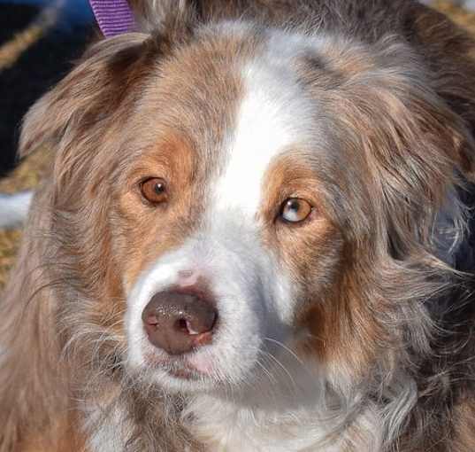 Photo of Ralphie