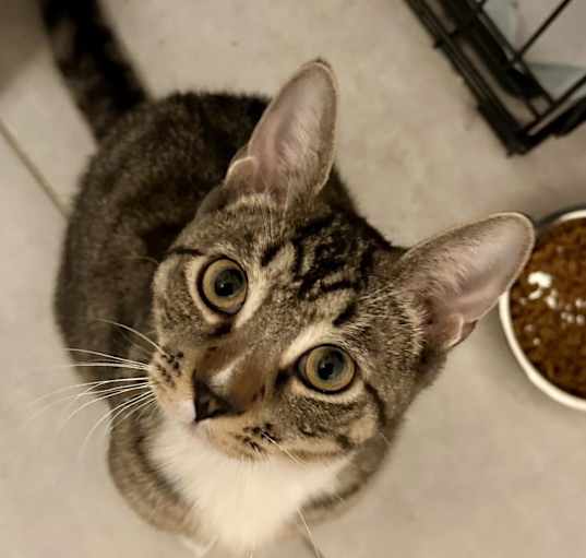 Photo of Pumpkin Pie