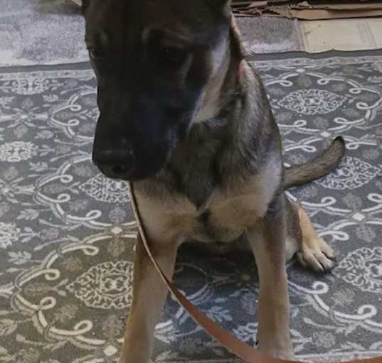 Photo of Jasper