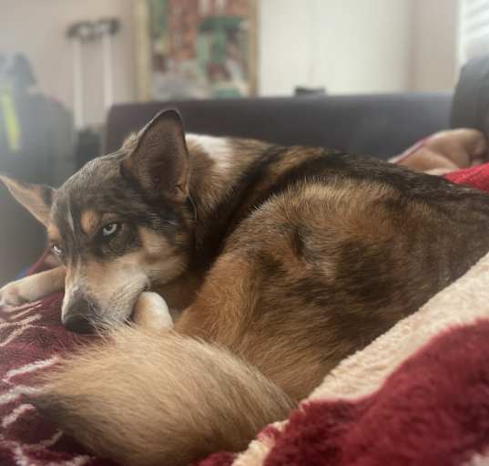 Photo of Nyla