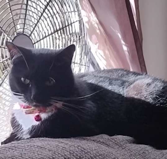 Photo of Luna