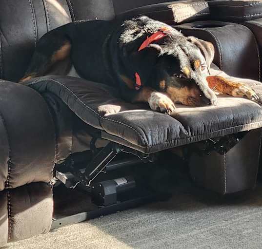 Photo of Dexter