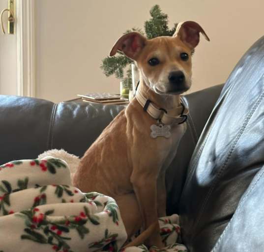 Photo of Biscuit