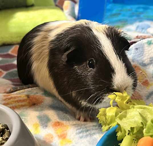Photo of Gizmo