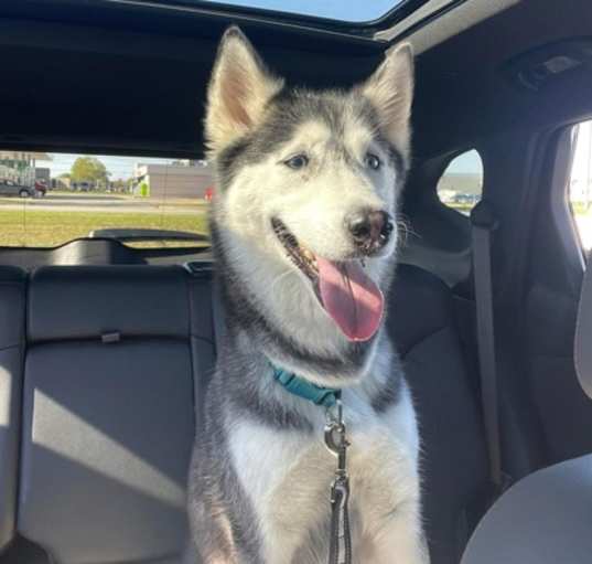 Photo of Luna