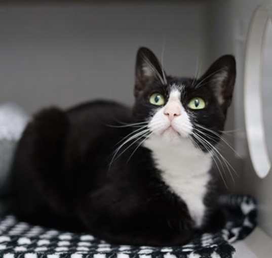 Photo of Domino
