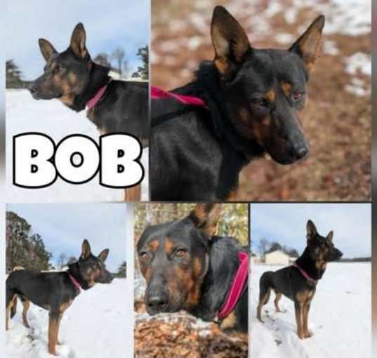 Photo of Bob
