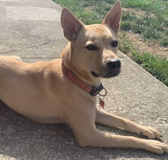 Photo of Bailey