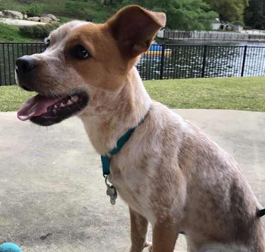 Photo of Copper