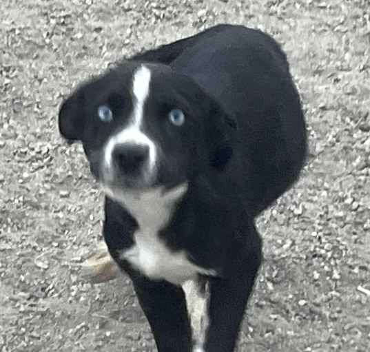 Photo of Darla