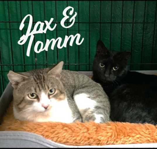 Photo of Tomm & Jax #bonded-brothers