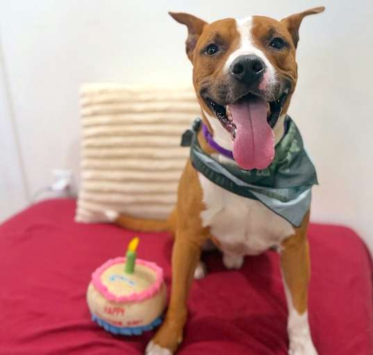 Photo of Rocky Rules the Perfect Happy Pup