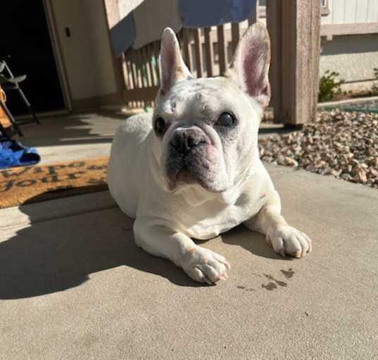Photo of Bella