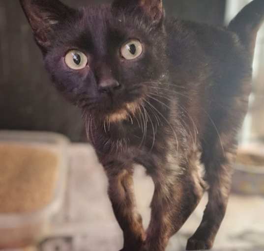 Photo of Tatters