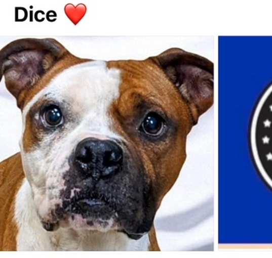 Photo of DICE
