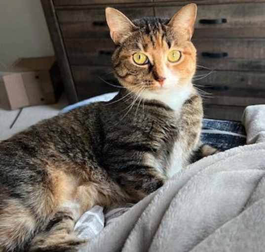 Photo of Juliet (& Romeo) - bonded
