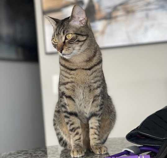 Photo of Romeo (&Juliet) bonded