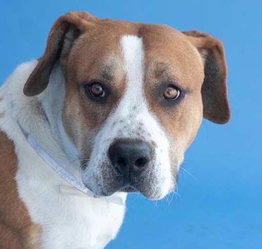 Photo of BOOMER