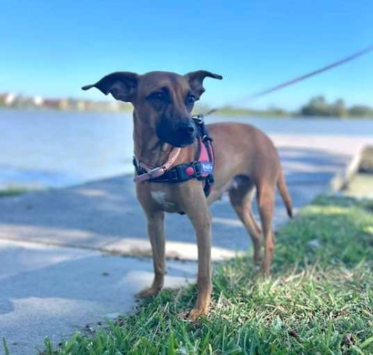 Photo of C58-24 Daisy