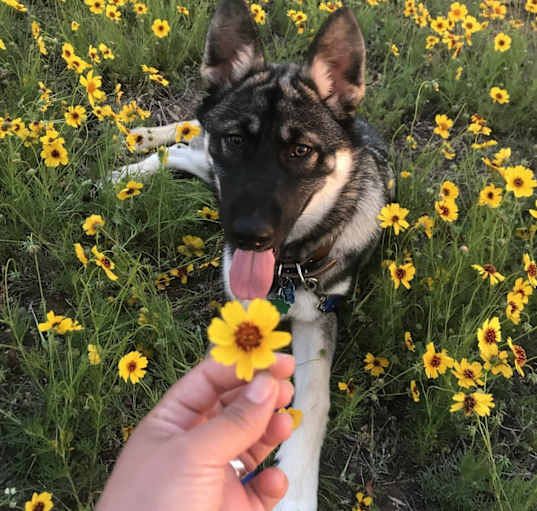 Photo of Spike