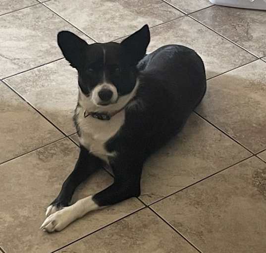 Photo of Brie (a courtesy listing in Olive Branch, MS)