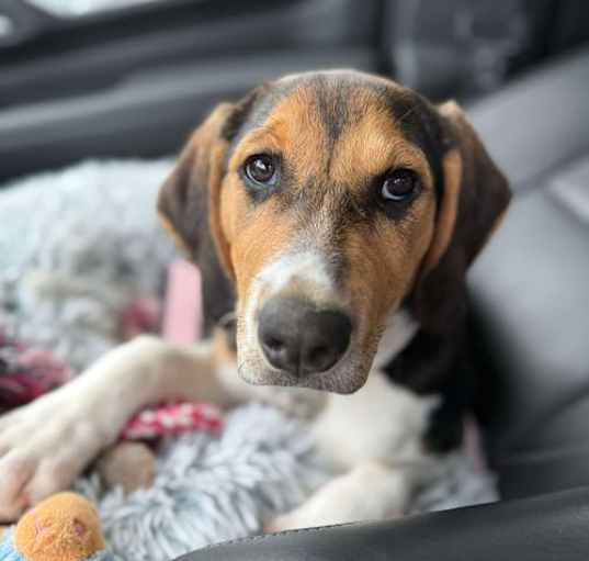Photo of Nova (New Mexico Litter)