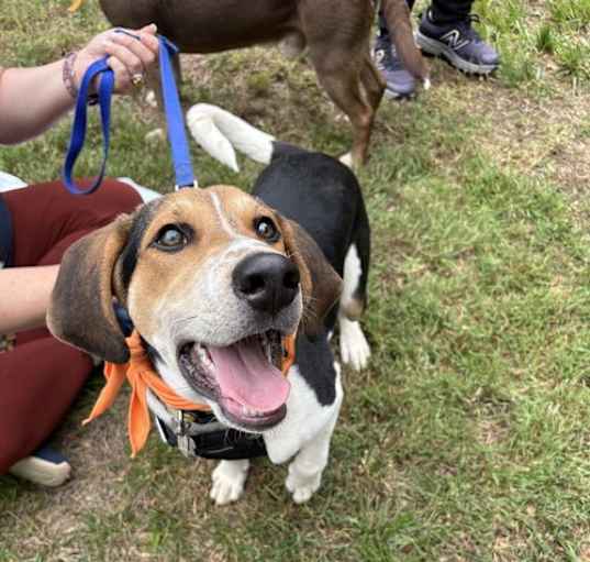Photo of Kahlo (New Mexico Litter)