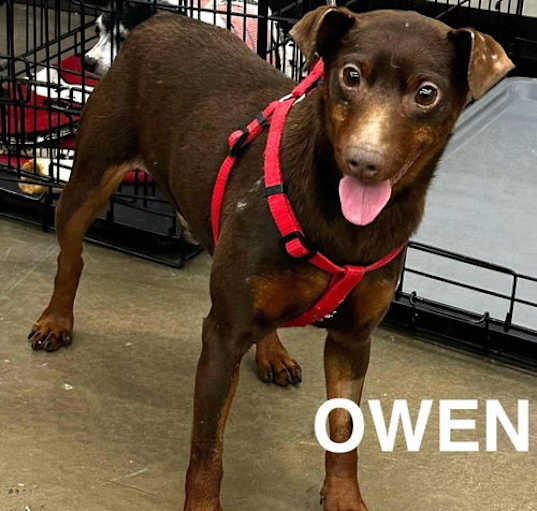 Photo of Owen