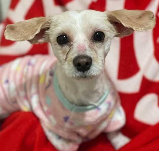 Photo of Laverne / Shirley