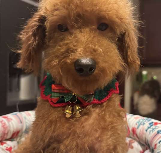 Photo of Luma