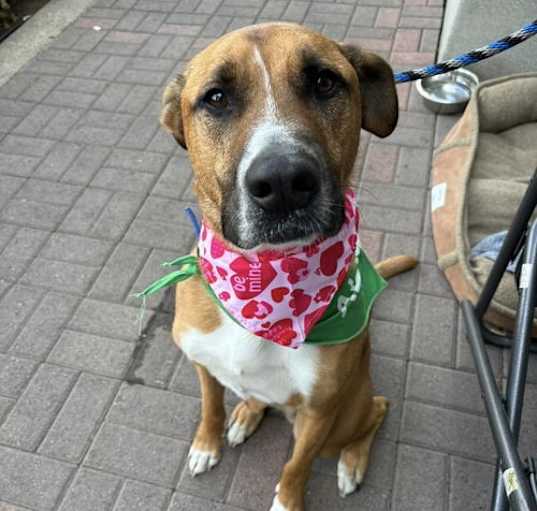Photo of Buster