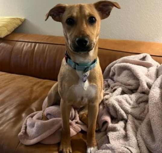 Photo of Clover