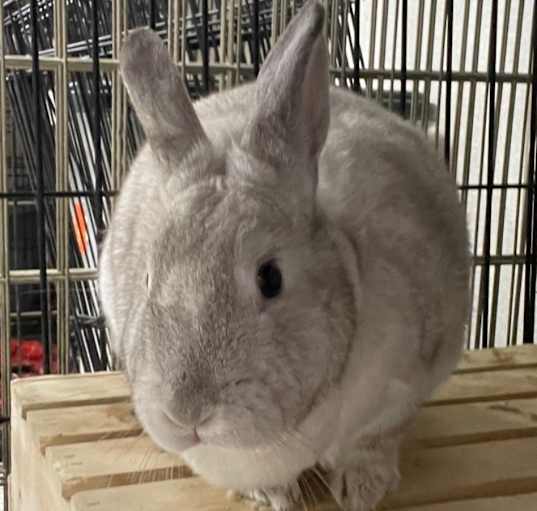 Photo of Chocolate Chip