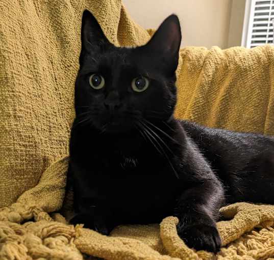 Photo of Boo