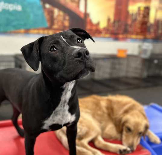 Photo of PEPPER