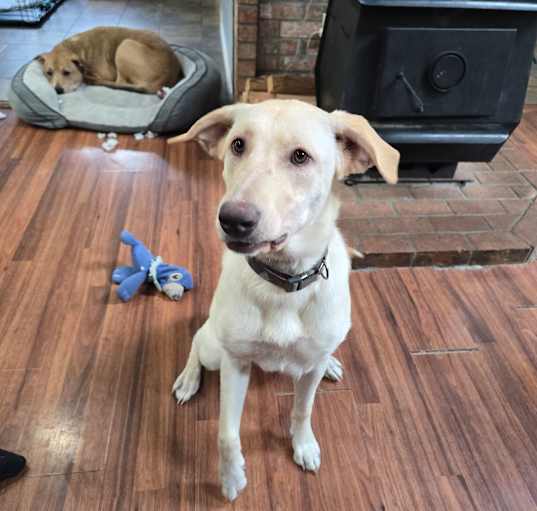Photo of Pearl