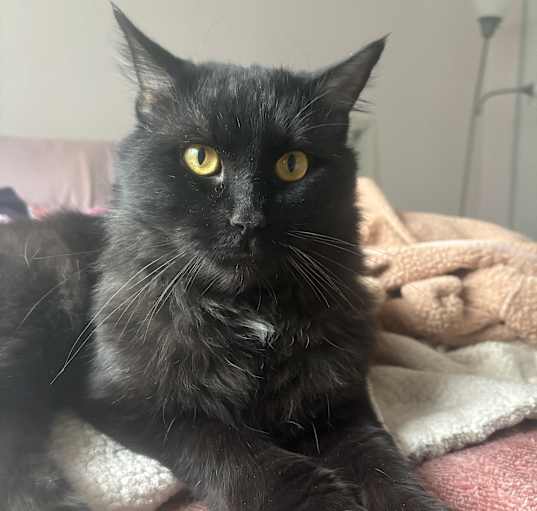 Photo of Felix