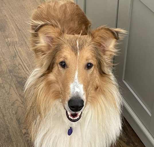 Photo of Bentley
