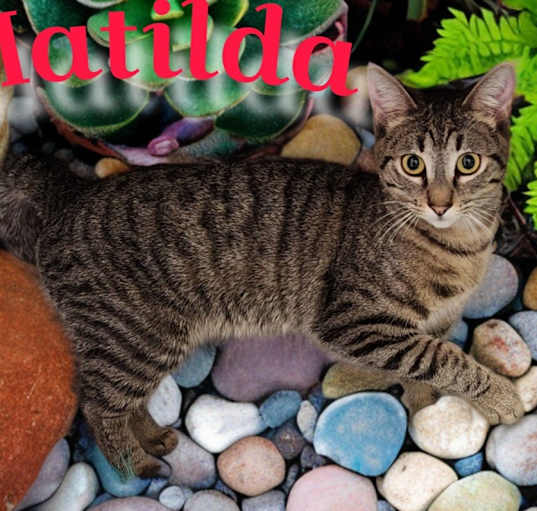 Photo of Matilda