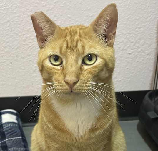 Photo of Rusty