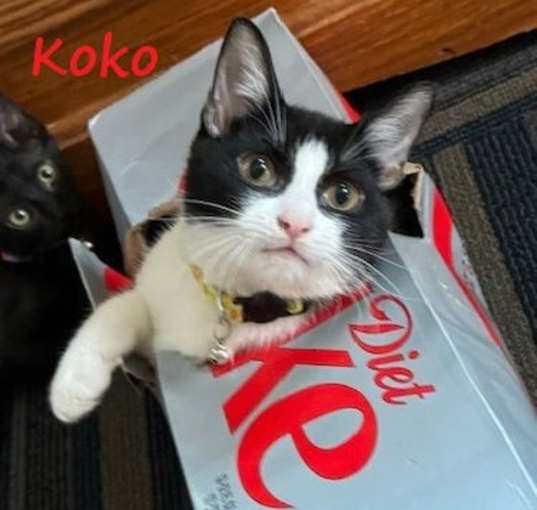 Photo of Koko #laser-enthusiast
