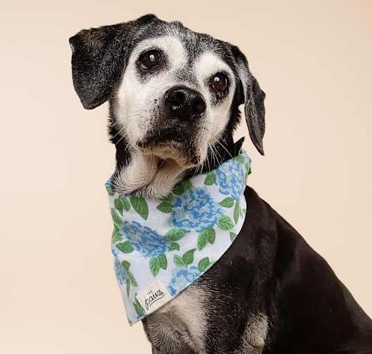 Photo of Molly